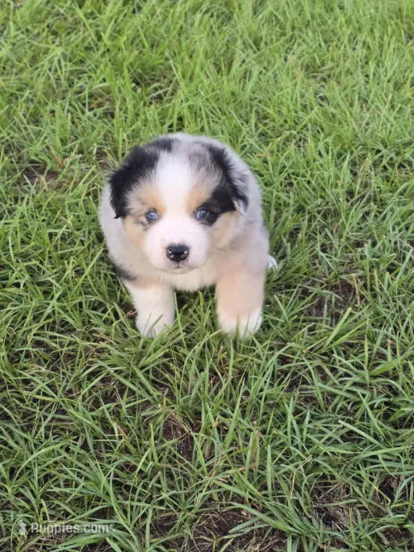 Timmy – Australian Shepherd puppy for sale in Lakeland, FL