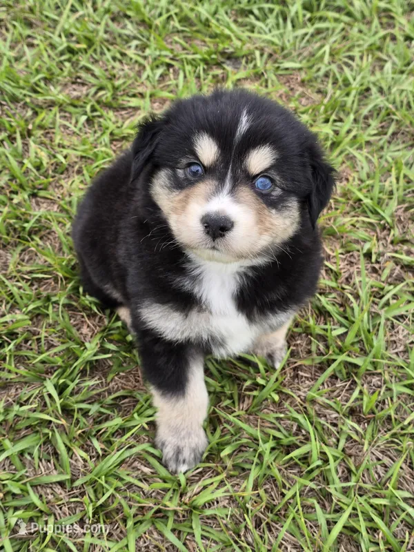 AKC Cinch , a male Australian Shepherd for sale in Lakeland, FL – 1 of 3