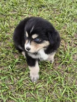 AKC Cinch , a male Australian Shepherd for sale in Lakeland, FL – 2 of 3