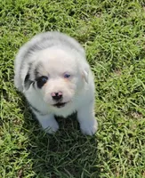 Sissy, a female Australian Shepherd for sale in Lakeland, FL – Photo 2 of 3