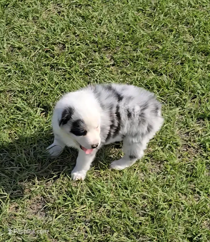 Sissy, a female Australian Shepherd for sale in Lakeland, FL – Photo 1 of 3