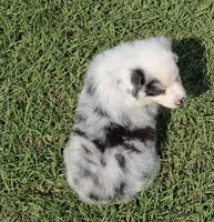 Sissy, a female Australian Shepherd for sale in Lakeland, FL – Photo 3 of 3