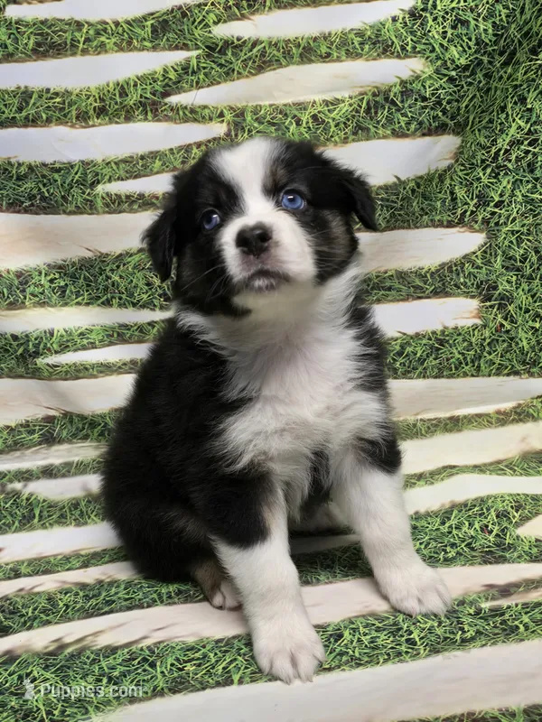 AKC Lena  – Australian Shepherd puppy for sale in Lakeland, FL