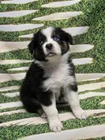 AKC Lena , a female Australian Shepherd for sale in Lakeland, FL – 1 of 1