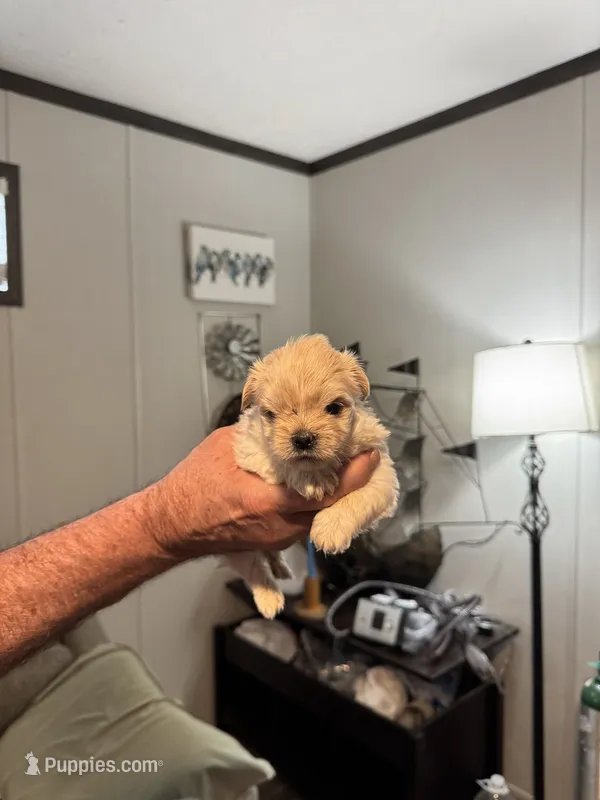 Powder Puff – Maltipoo puppy for sale in Clayton, NC