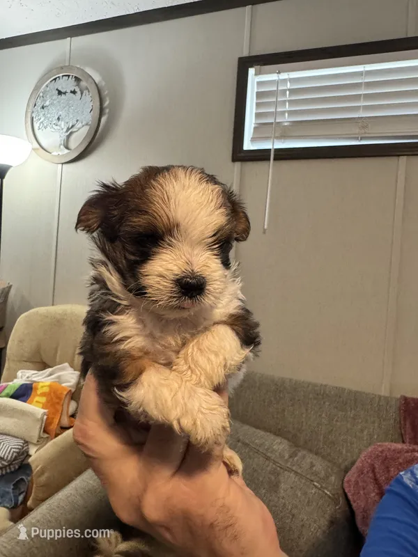 Patches – Maltipoo puppy for sale in Clayton, NC