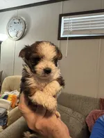 Patches, a female Maltipoo for sale in Clayton, NC – 1 of 3