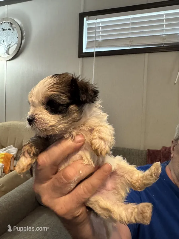 Punky – Maltipoo puppy for sale in Clayton, NC