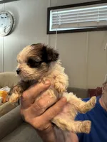 Punky, a female Maltipoo for sale in Clayton, NC – 1 of 2