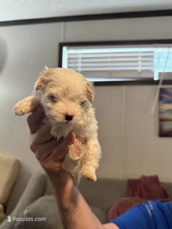 Snowball – Maltipoo puppy for sale in Clayton, NC