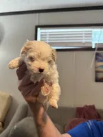 Snowball, a female Maltipoo for sale in Clayton, NC – 1 of 3