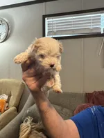Snowball, a female Maltipoo for sale in Clayton, NC – 2 of 3