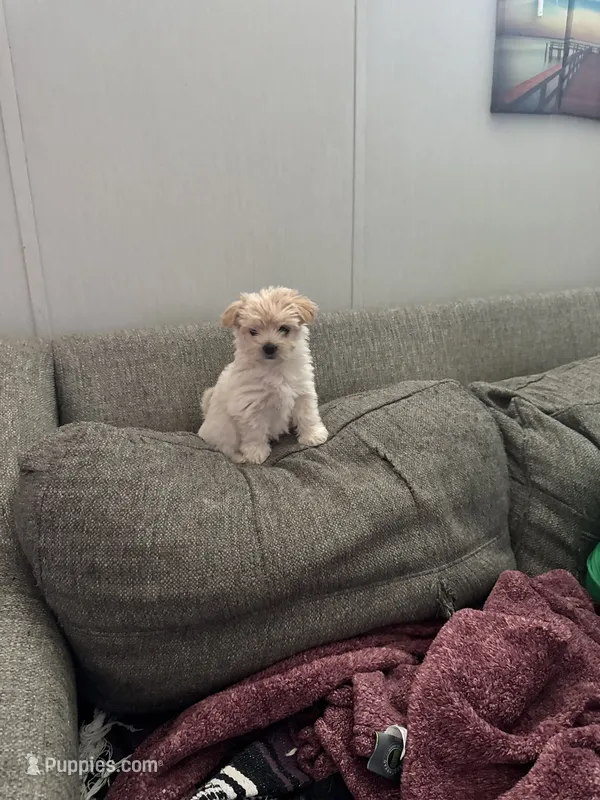 Popcorn – Maltipoo puppy for sale in Clayton, NC