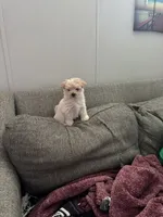 Popcorn, a female Maltipoo for sale in Clayton, NC – 1 of 4