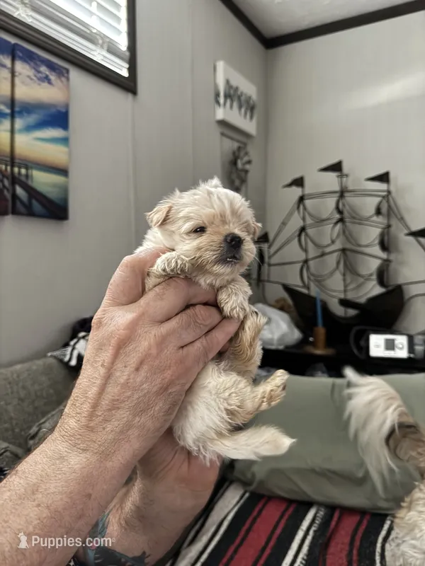 Creampuff – Maltipoo puppy for sale in Clayton, NC