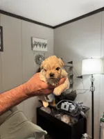 Powder Puff, a female Maltipoo for sale in Clayton, NC – 2 of 3