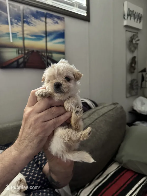 Creampuff – Maltipoo puppy for sale in Clayton, NC