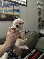 Creampuff, a female Maltipoo for sale in Clayton, NC – 1 of 5