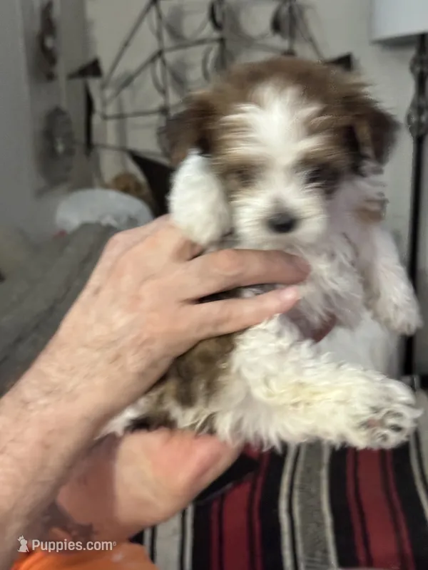 Patches – Maltipoo puppy for sale in Clayton, NC