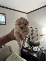 Creampuff, a female Maltipoo for sale in Clayton, NC – 3 of 3