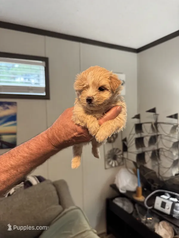 Creampuff – Maltipoo puppy for sale in Clayton, NC