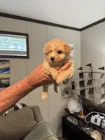 Creampuff, a female Maltipoo for sale in Clayton, NC – 1 of 3
