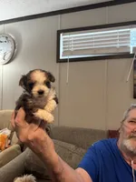 Patches, a female Maltipoo for sale in Clayton, NC – 3 of 3