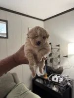 Creampuff, a female Maltipoo for sale in Clayton, NC – 2 of 3