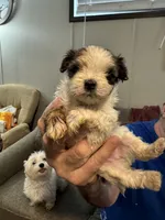 Punky, a female Maltipoo for sale in Clayton, NC – 2 of 2