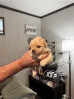 Powder Puff, a female Maltipoo for sale in Clayton, NC – 3 of 3