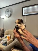 Patches, a female Maltipoo for sale in Clayton, NC – 2 of 3