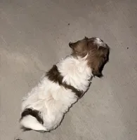 Gus, a male Maltipoo and Miniature Dachshund for sale in York, SC – Photo 2 of 2