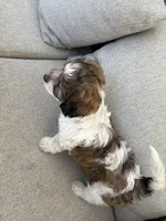 Maple , a female Maltipoo and Miniature Dachshund for sale in York, SC – Photo 2 of 2