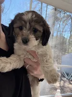 Maple , a female Maltipoo and Miniature Dachshund for sale in York, SC – Photo 1 of 2