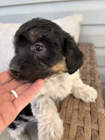 Jay, a male Maltipoo and Miniature Dachshund for sale in York, SC – Photo 2 of 3