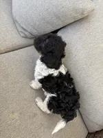 Jay, a male Maltipoo and Miniature Dachshund for sale in York, SC – Photo 3 of 3