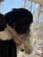 Jay, a male Maltipoo and Miniature Dachshund for sale in York, SC – Photo 1 of 3