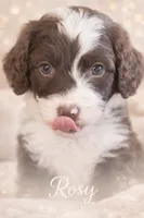 Rosy, a female Bernedoodle for sale in Tulsa, OK – Photo 3 of 3