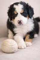 processed/e738a2ef-aa40-4019-98d3-f59f180200a3/listing/1964200e-c2fd-4204-ab32-549cab49c171/b18905de-0d81-4b2c-afcc-e3c045729d82