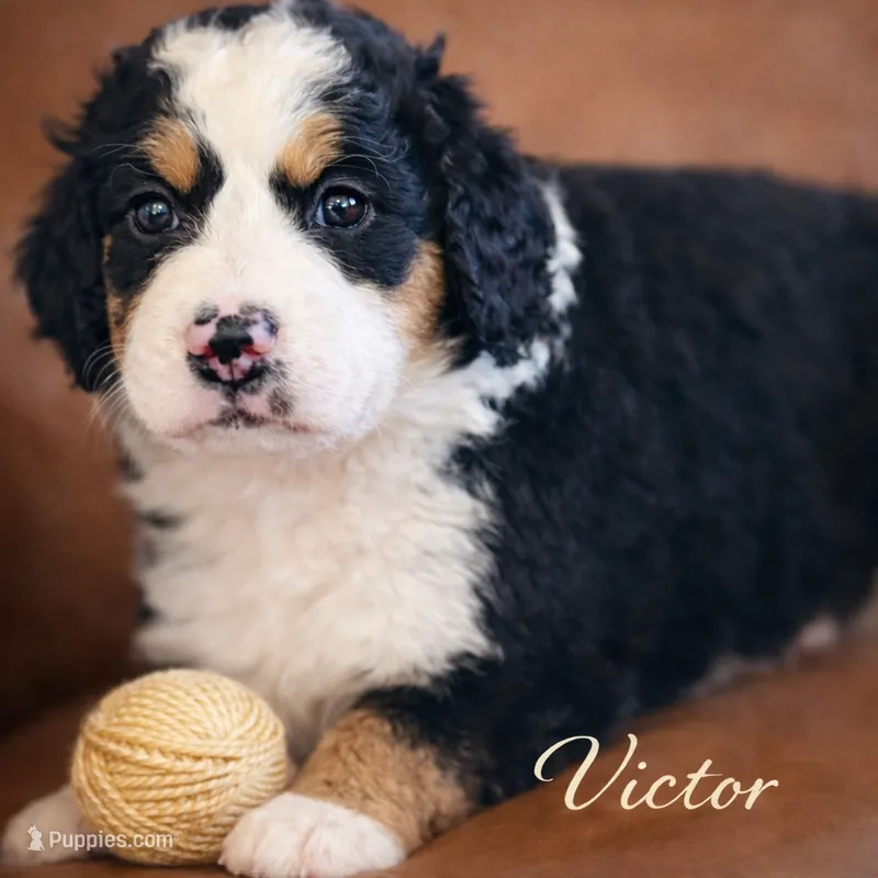 Victor