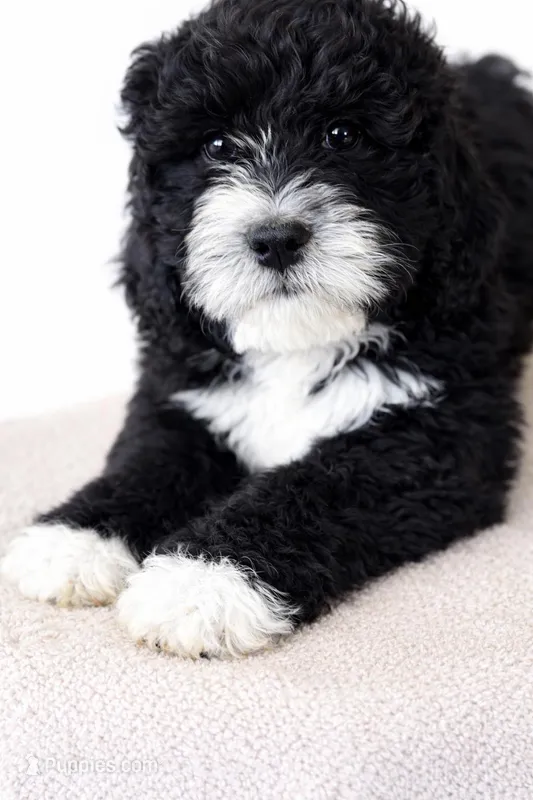 Josh – Bernedoodle puppy for sale in Tulsa, OK