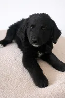 Corbin, a  Bernedoodle for sale in Tulsa, OK – Photo 7 of 8