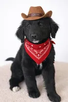 Corbin, a  Bernedoodle for sale in Tulsa, OK – Photo 2 of 8