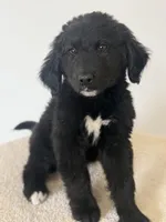 Corbin, a  Bernedoodle for sale in Tulsa, OK – Photo 8 of 8