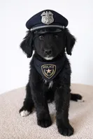 Corbin, a  Bernedoodle for sale in Tulsa, OK – Photo 3 of 8