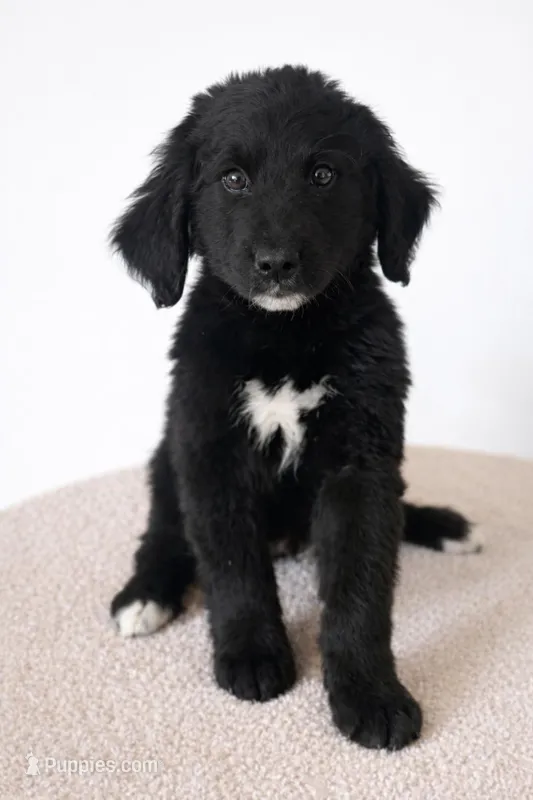 Corbin – Bernedoodle puppy for sale in Tulsa, OK