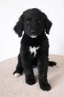 Corbin, a  Bernedoodle for sale in Tulsa, OK – Photo 6 of 8