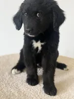 Corbin, a  Bernedoodle for sale in Tulsa, OK – Photo 4 of 8
