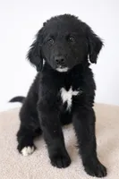 Corbin, a  Bernedoodle for sale in Tulsa, OK – Photo 5 of 8