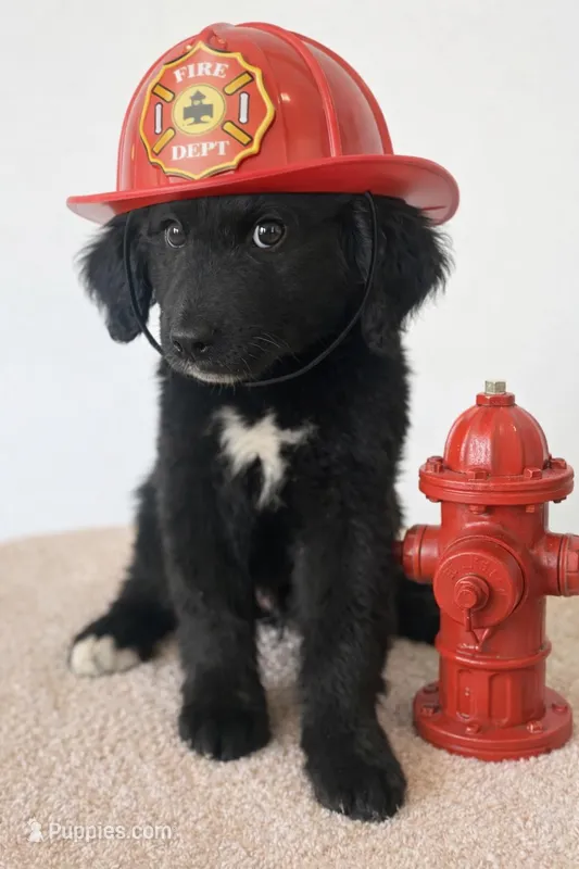 Corbin – Bernedoodle puppy for sale in Tulsa, OK